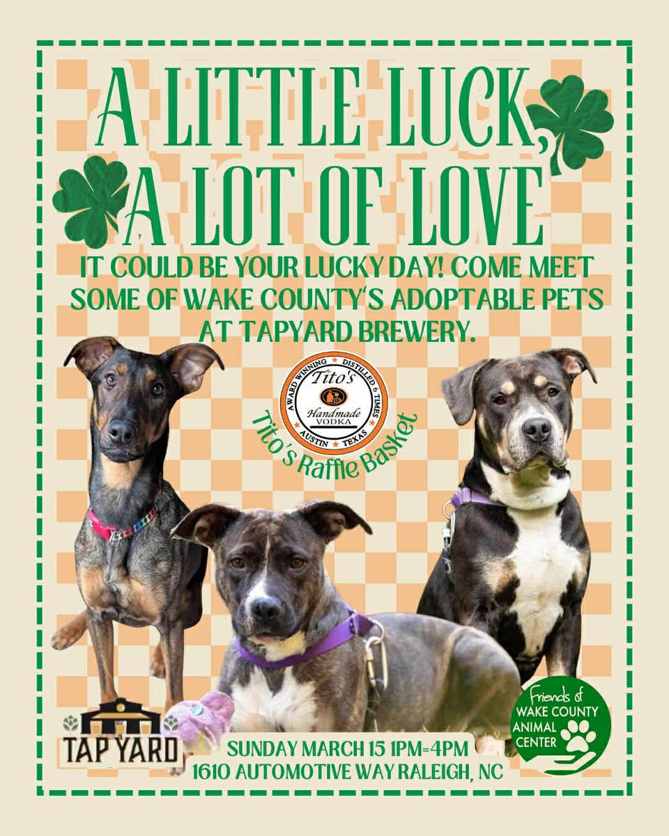 King will be at the A Little Luck, A Lot of Love adoption event this Sunday from 1pm-4pm at <a href="/tapyardraleigh/">Tap Yard Raleigh</a> 
King is CAT Tolerant AND DOG FRIENDLY! 
facebook.com/events/1431695…

#Raleigh #adoptme #brewery #StPattysDay #catfriendly #dogfriendly