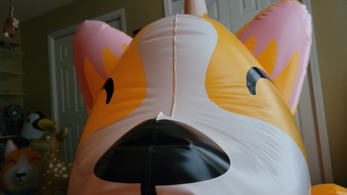 🦊 Ringo & Roxanne's Squeakyposting 🐶 tweet media