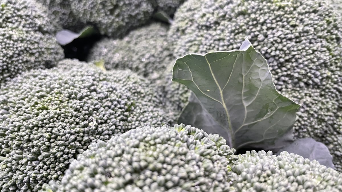 有限会社安井ファーム tweet media