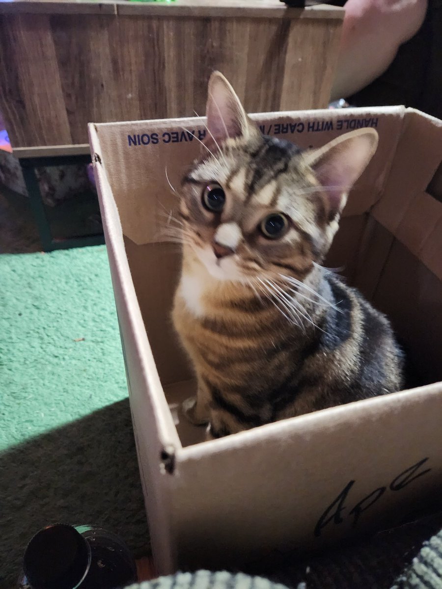 the queen of string style tweet media