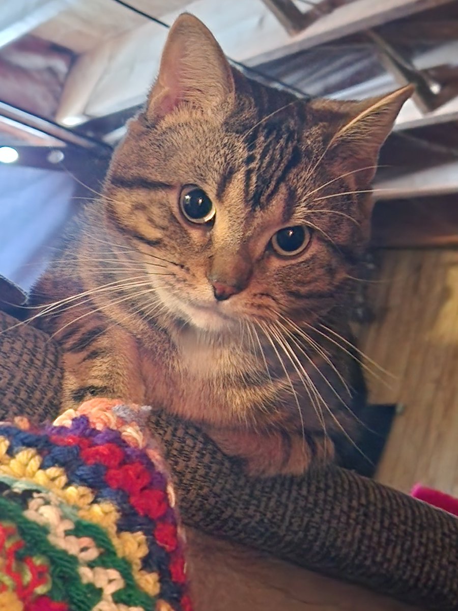 the queen of string style tweet media