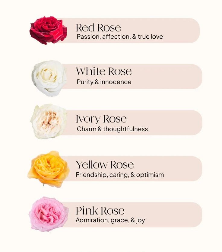 Roseforyou43's tweet photo. What's your favorite? https://t.co/aAx2EmZDK7