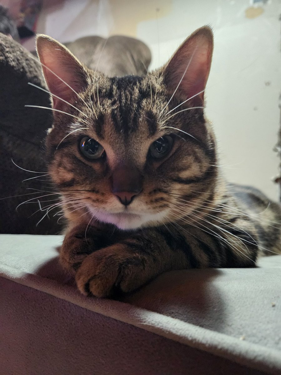 the queen of string style tweet media