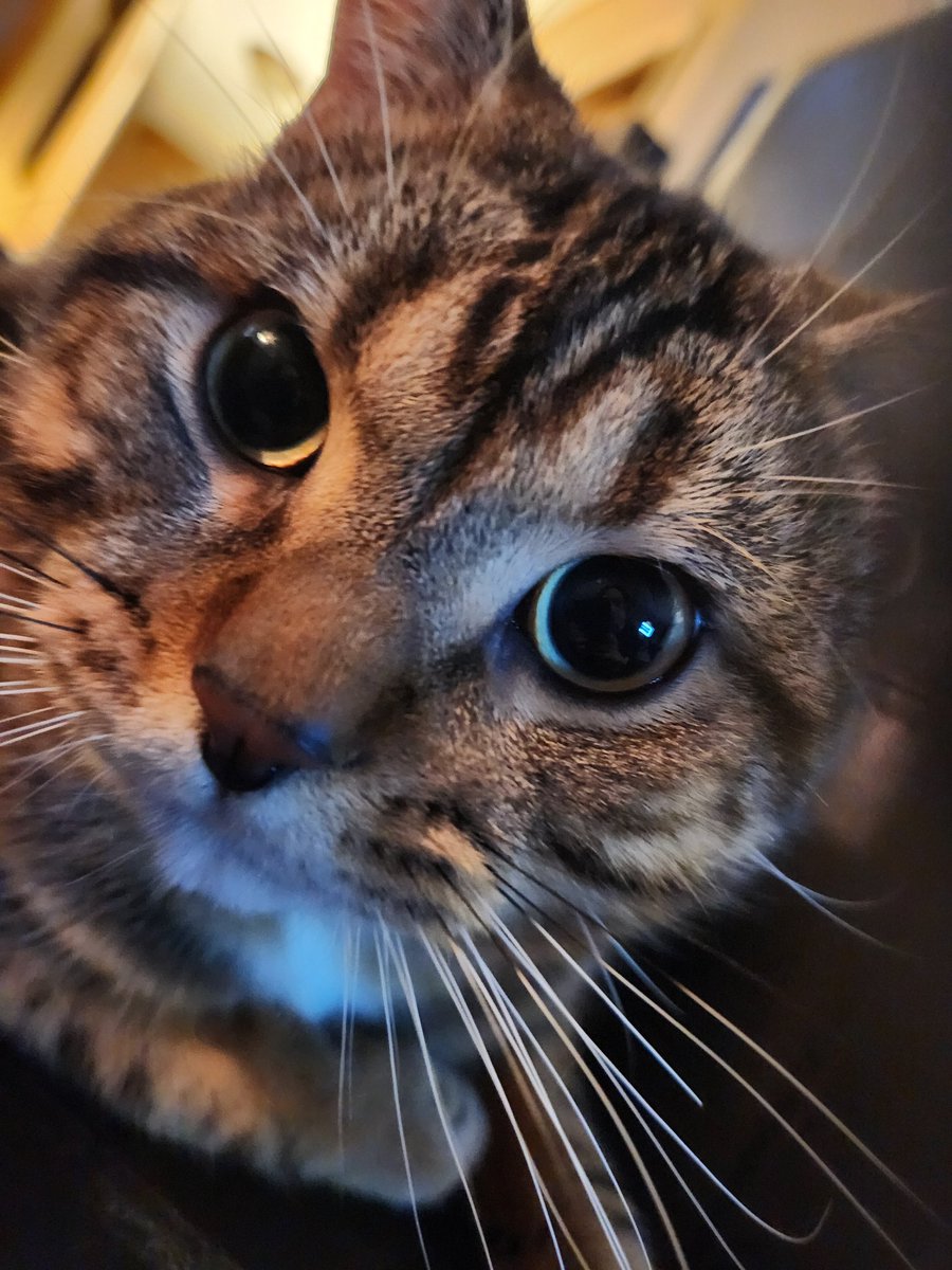 the queen of string style tweet media