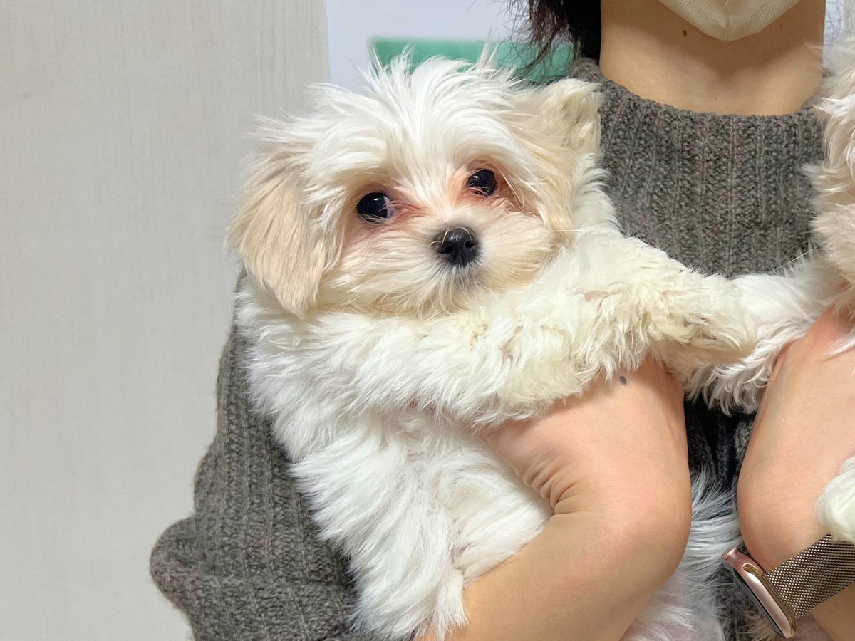 もりたさんちのマルチーズ tweet media