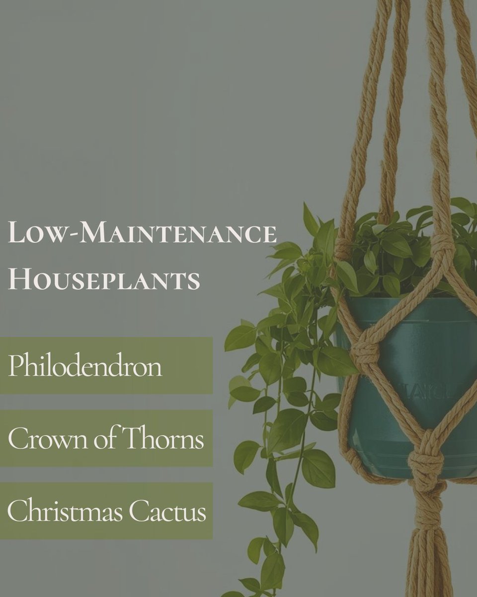 Let's face it. We don't all have a green thumb, but that doesn't mean you can't be a plant parent.  🌷

👁‍🗨 Check out these low-maintenance houseplant options: 

Philodendron
Crown of Thorns 
Christmas Cactus 🎍

#plant #plantfacts #houseplants
