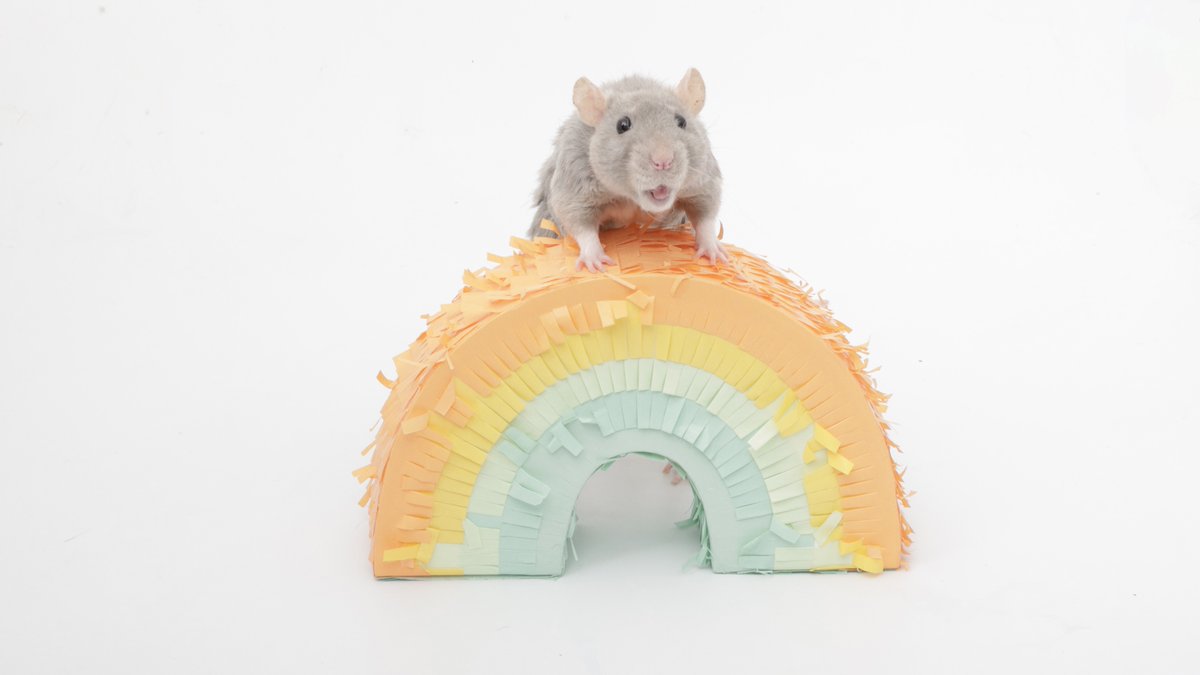 Shadow the Rat tweet media