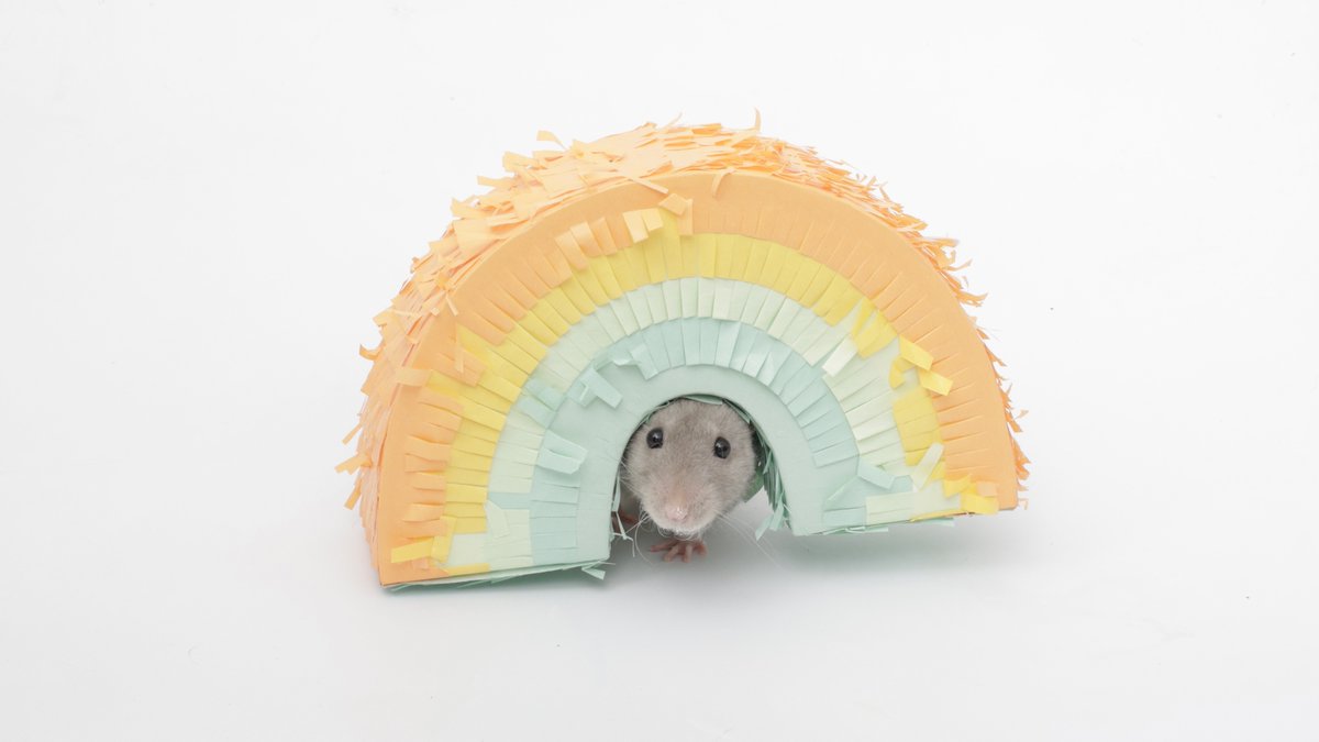 Shadow the Rat tweet media