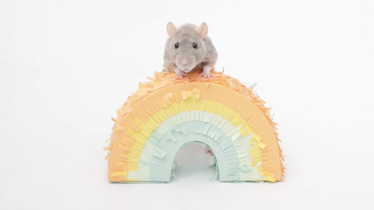 Shadow the Rat tweet media