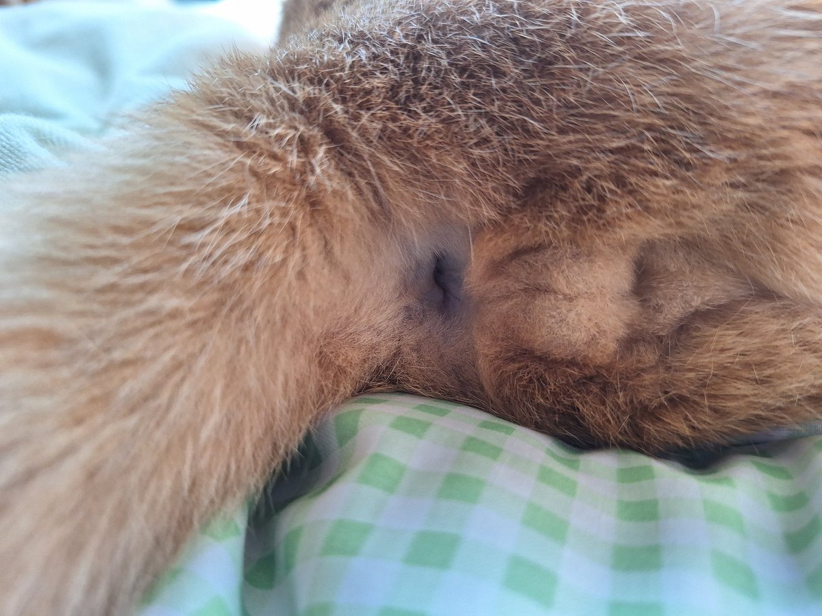 ふぐり