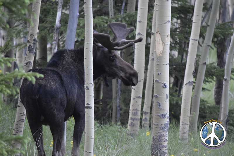 Saltwateronfly's tweet image. Hike to Black Powder Pass
From Boreas Pass and a side trip up
Mount Baldy
#hiking #colorado #optoutside