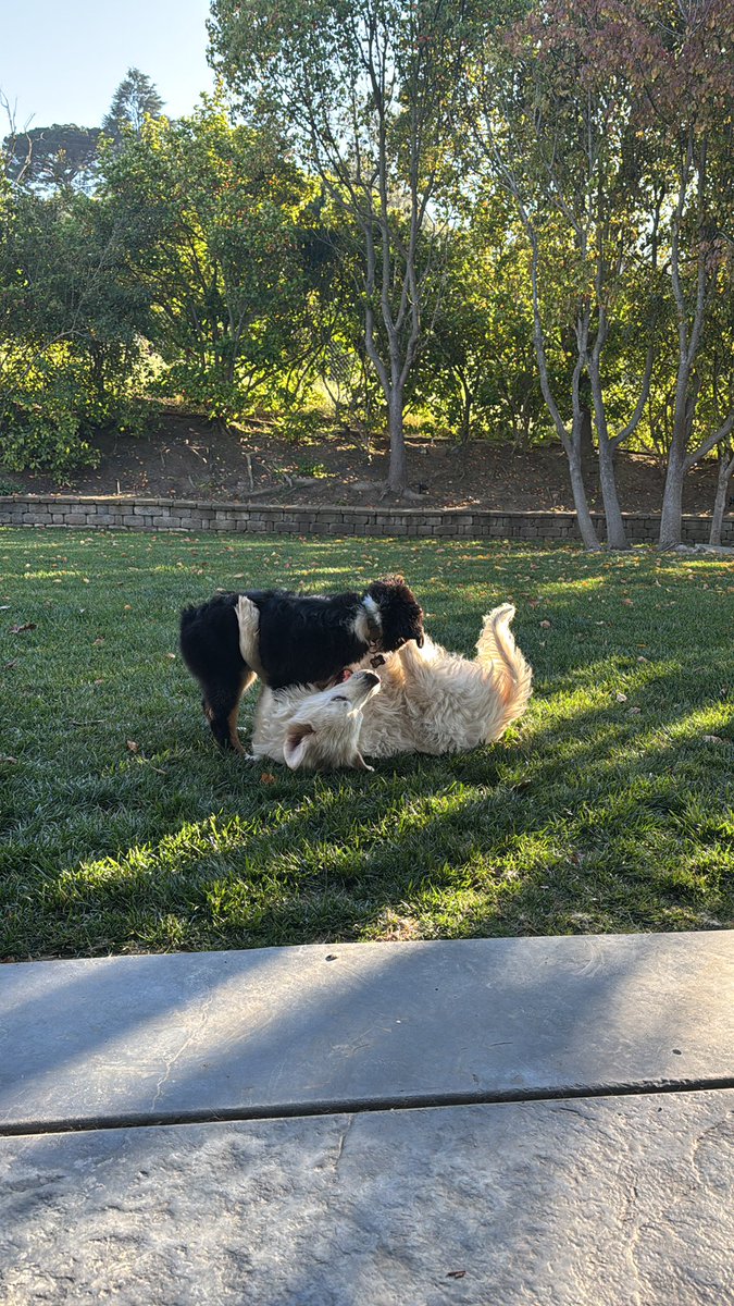 👀 Can’t believe she’s rolling over for puppy Tuck!