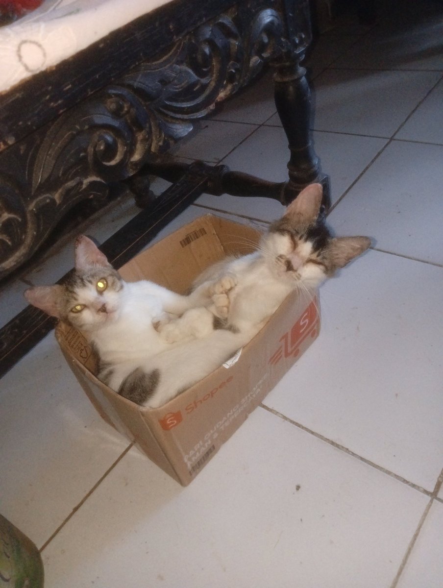 arrogante tweet media