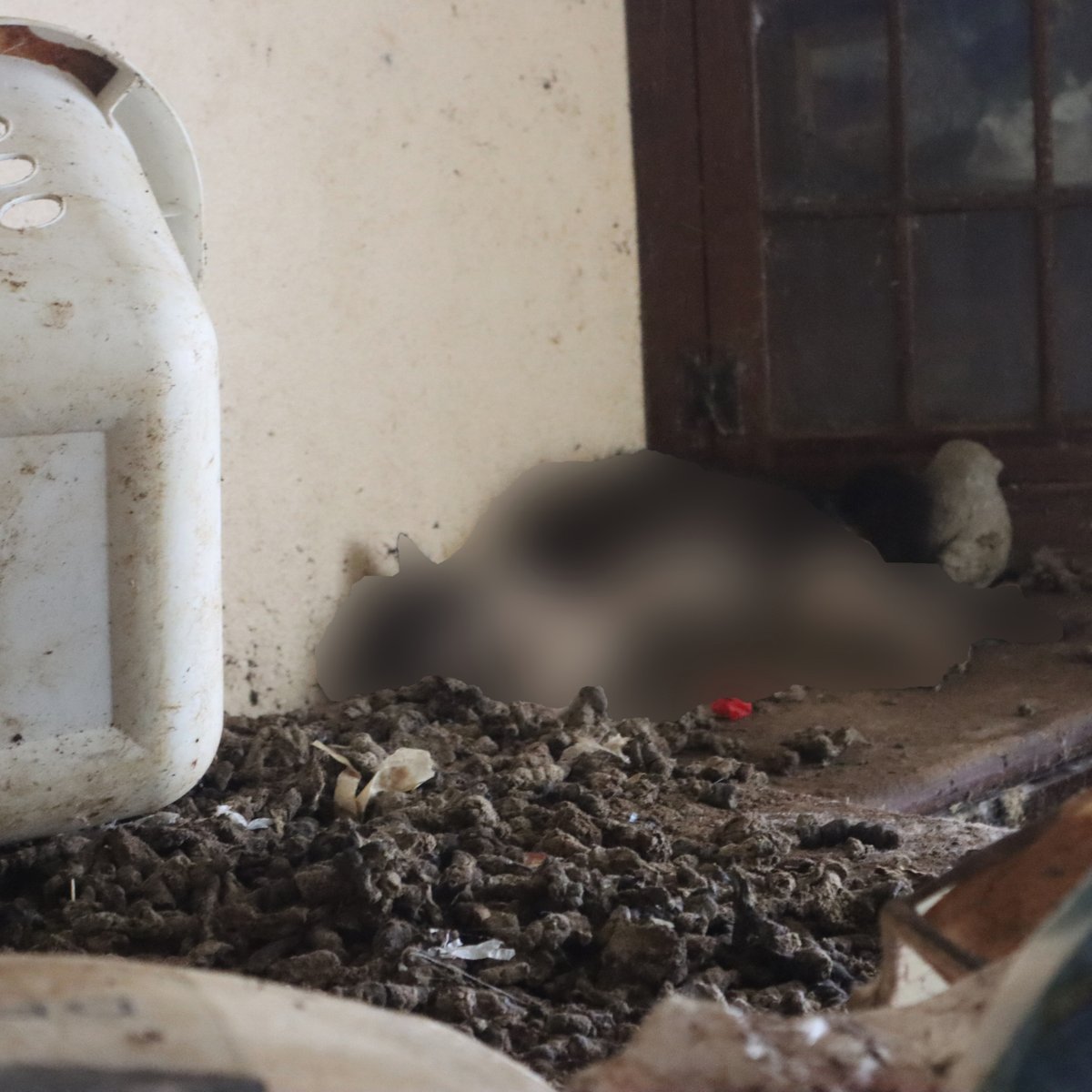 Houston SPCA tweet media