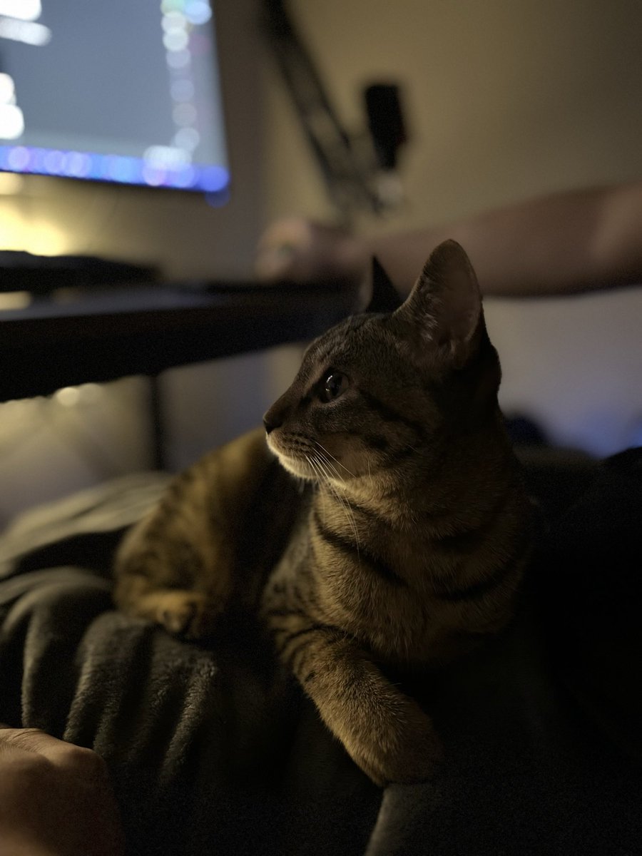 猫のシュピさん tweet media
