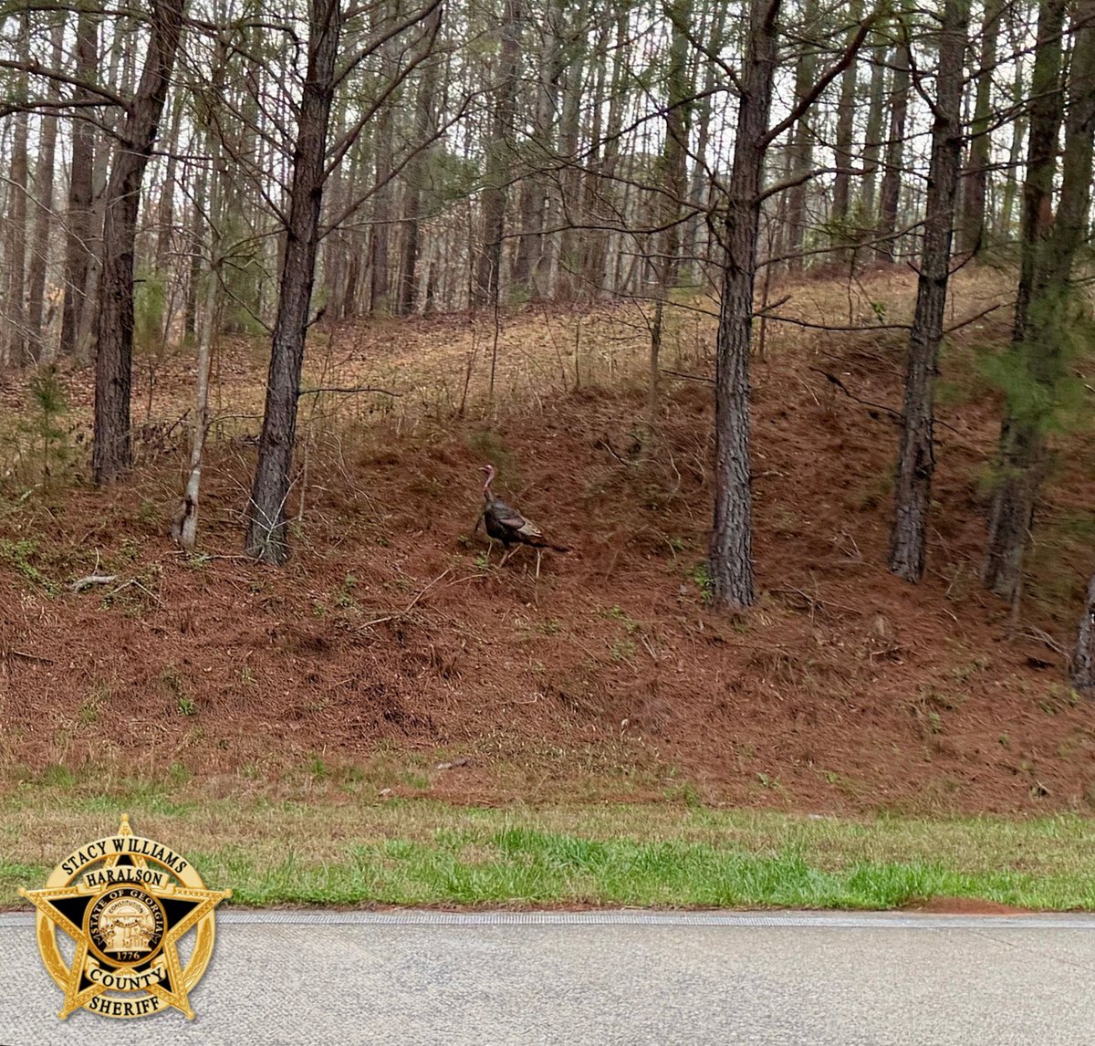 Good Wednesday evening, folks. Y’all have a safe night!

#GoodnightHaralson
#MidWeek
#HCSO