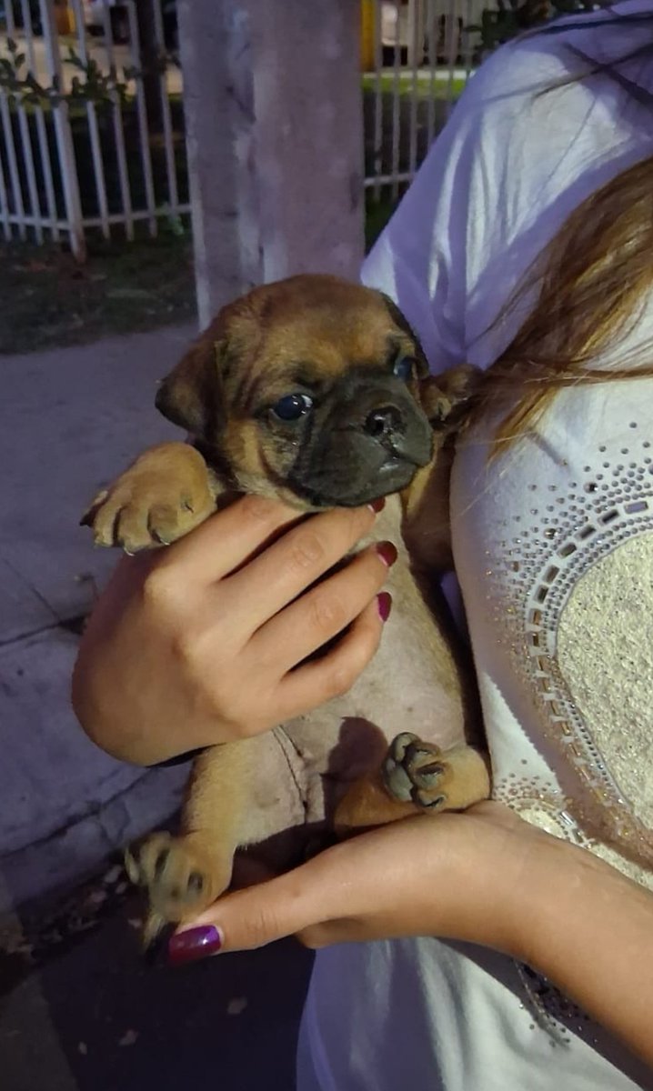Una rescatada😍🐶!!!falta temporal o adoptantes,para sus dos hermanitos. Ayuda 🆘⛑️ por favor para salvarlos de la toma en quilicura.wsp+56981560185
Son hermosos❤️