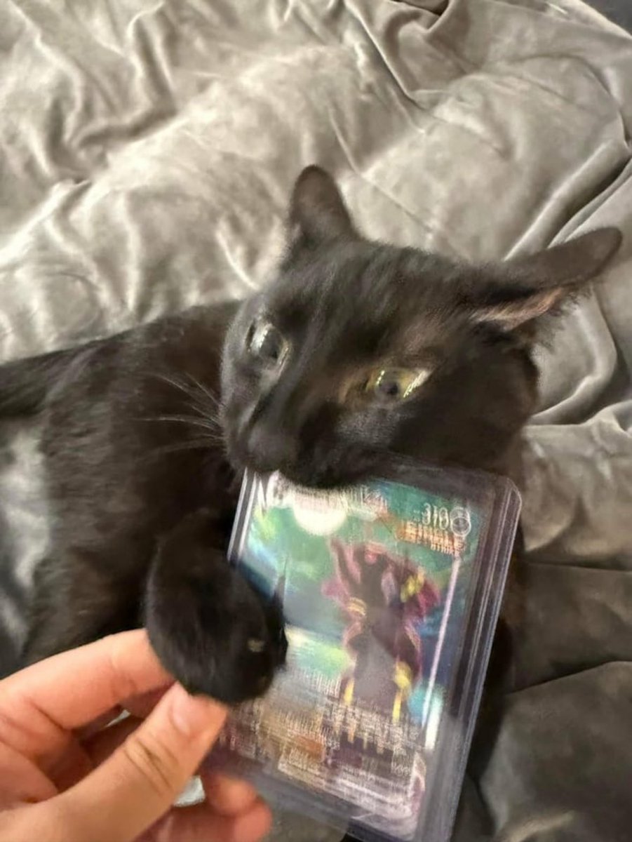 Black cats are not bad luck tweet media