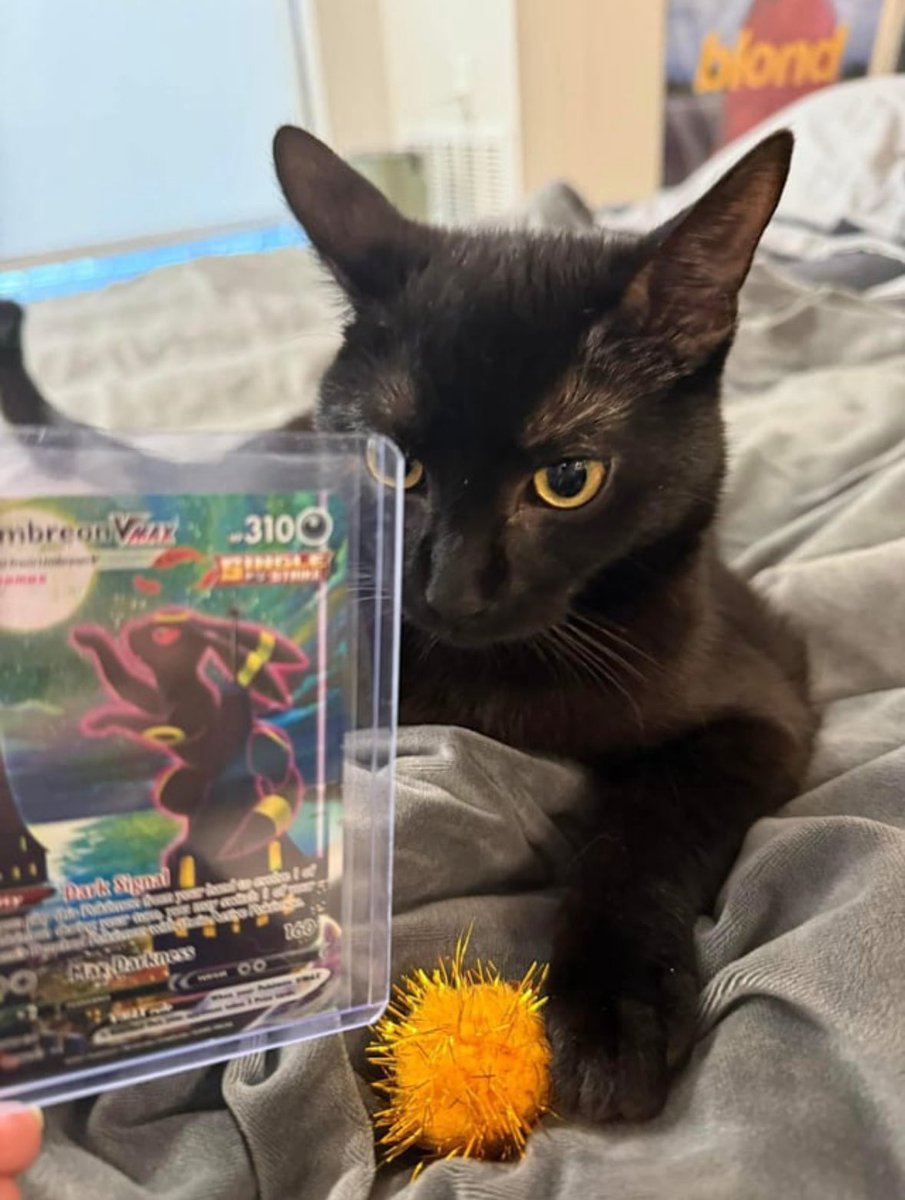 Black cats are not bad luck tweet media