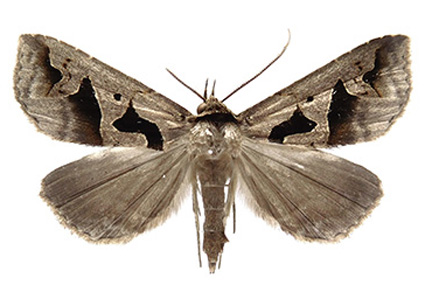 Zootaxa's tweet image. A #newspecies of the genus #Tephriopis Hampson, 1926 (#Lepidoptera, #Erebidae) from #China
#taxonomy
doi.org/10.11646/zoota…