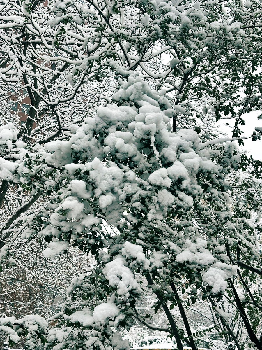 david_andrew123's tweet image. Snow paints every branch and pine needle white ❄️, turning the city into a soft, frosty wonderland—like nature’s own delicate rime art, so quiet and magical.

#WinterWonderland #FrostyTrees #SnowyBeauty