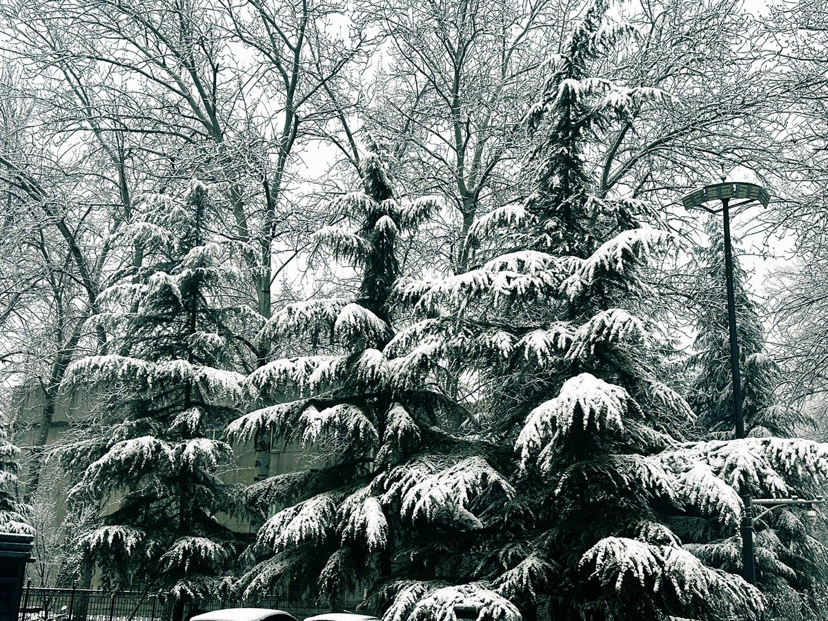david_andrew123's tweet image. Snow paints every branch and pine needle white ❄️, turning the city into a soft, frosty wonderland—like nature’s own delicate rime art, so quiet and magical.

#WinterWonderland #FrostyTrees #SnowyBeauty