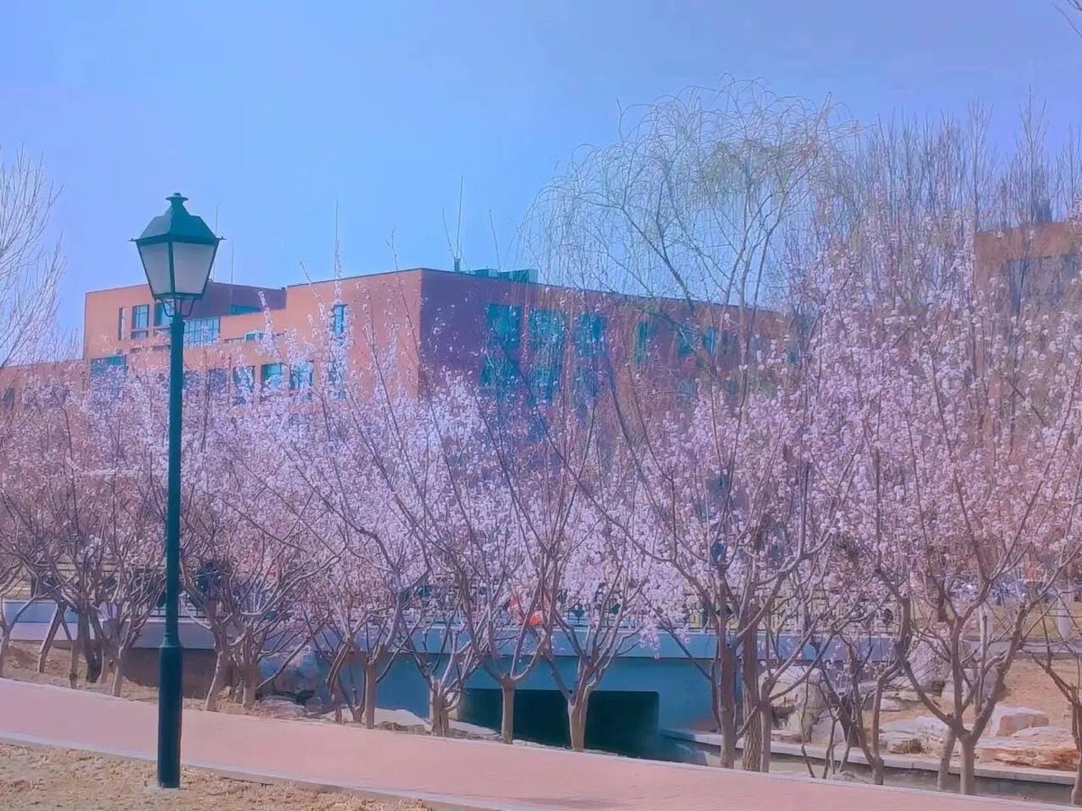 NankaiFocus's tweet photo. March 12th is the Arbor Day of China, which is a global call to action, a celebration of life, and a commitment to safeguarding the planet for future generations. Let's enjoy the vibrant colours of Nankai University🌱
#ArborDay #NKUGreen #PlantForTheFuture https://t.co/eCY6Tk3yLt