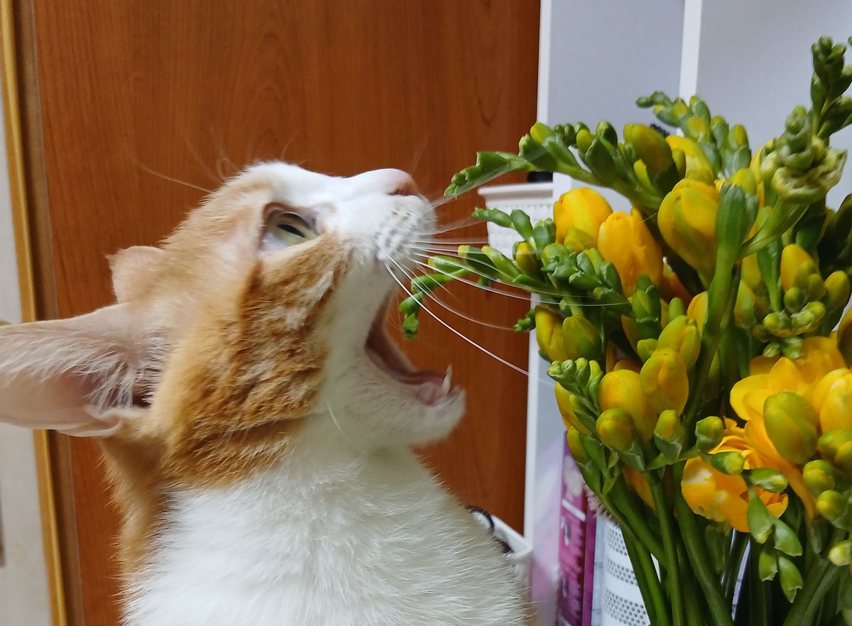 그거 아니야 

(소심꾸무라서 실제로 먹지는 못함
걍 자꾸 쫄? 하면서 시늉만하는거