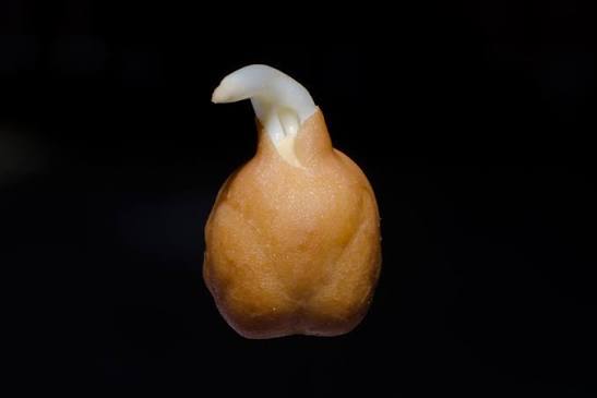 Fueoro1's tweet photo. ￼

￼￼

Login

Bio- and Pharmaanalysis 

Chickpeas Grown in Simulated Moon Soil for Artemis Missions

Fungi Are EssentialScientists Successfully Harvest Chickpeas from “Moon Dirt”

2026-03-06  Source: University of Texas at Austin  3 min Reading Time https://t.co/pZkL5xEVVI