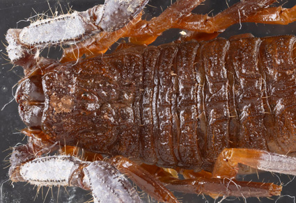 Zootaxa's tweet photo. Rediscovery of the enigmatic holotype of #Buthus #barbouri Werner, 1932 (#Scorpiones: #Buthidae), with a #newsynonymy
#taxonomy
https://t.co/tlI53GjcEo https://t.co/5s3FgPjRIq