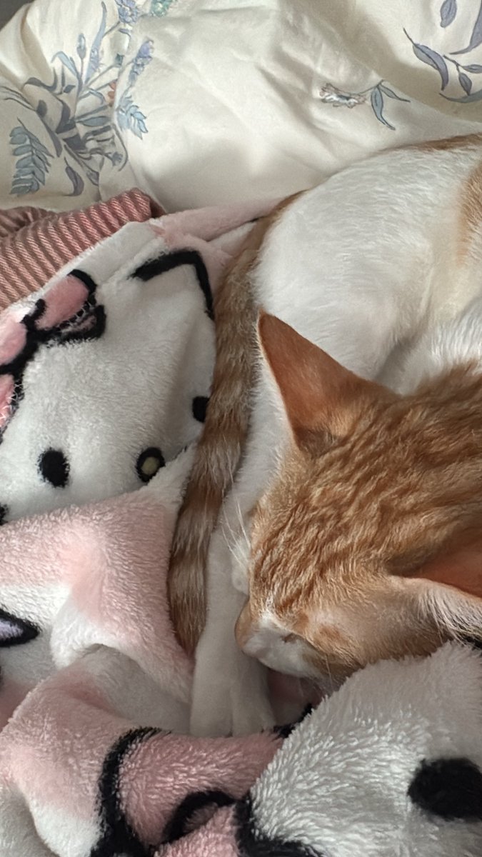 hissasays's tweet photo. I wish I was a cat https://t.co/QRHuPfbaIS