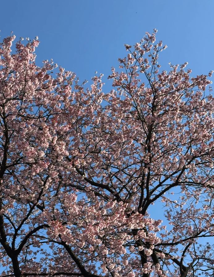 carolineorg's tweet photo. 東京の紫外線、本当に強いですね☀️ お出かけの時はこれ、体にとても役立つと思います✨ https://t.co/GPytTM6e45
