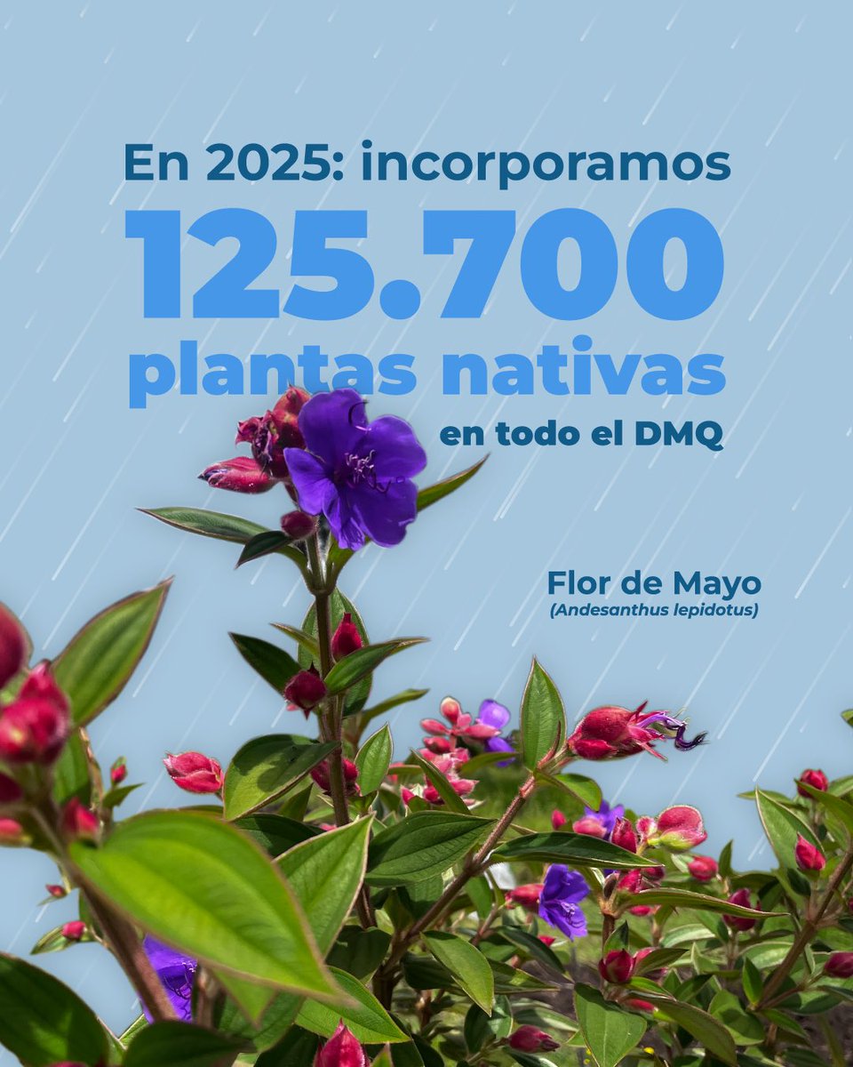 ambientequito's tweet photo. 🌧️ #PlanLluvias | Un árbol no solo da sombra: retiene la lluvia, absorbe el agua y ayuda a proteger a Quito de inundaciones.

Junto al alcalde @pabelml impulsamos un trabajo preventivo basado en la reforestación y la corresponsabilidad ciudadana. 

💚 Participa en mingas y jornadas de plantación: más árboles, menos riesgos. #QuitoRenace