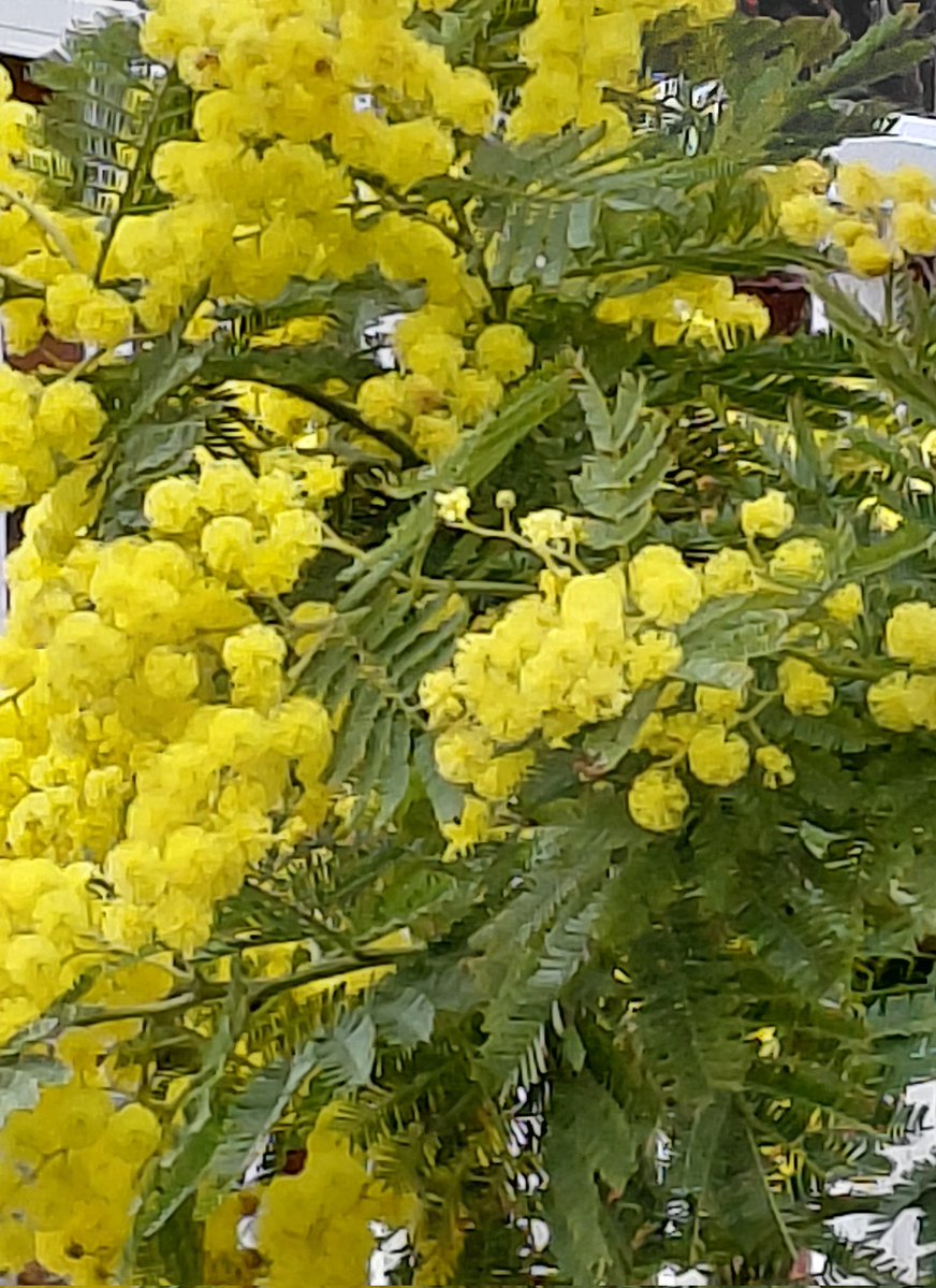 AZALÉE ☯️ 🦋 🕊 🦋 ☯️ tweet media