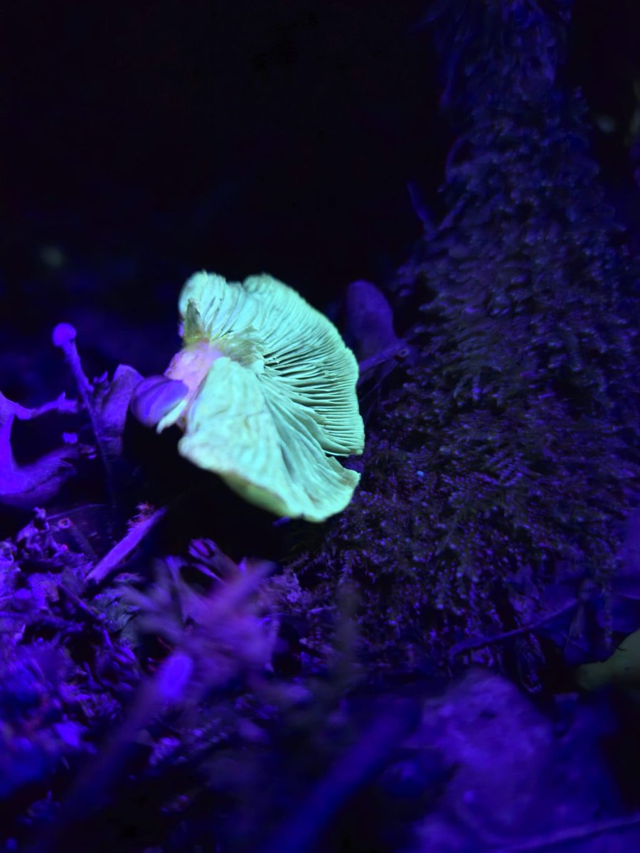 jellypeem's tweet photo. This is the first time in my life I’ve ever seen bioluminescent fungi in the wild. My #AutisticJoy right now is absolutely MAX. Nature SPIN achieved. + https://t.co/6Qv9NQIQ9w