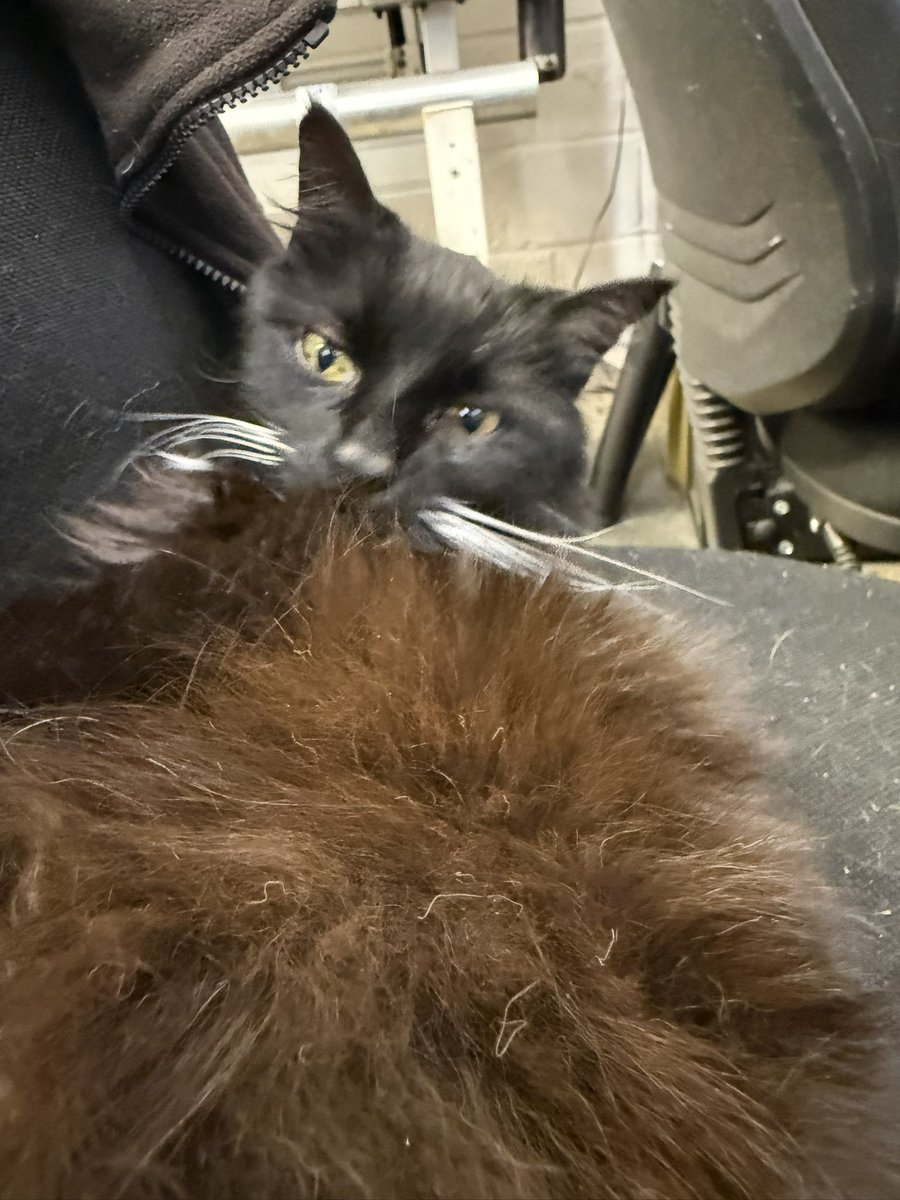 What a day I was snoozing on my chair, dreaming of nice rabbit dinner with a garnish of Dreamies. Dad snatches me, inserts me in steel cage VET alert Nearly took a lump out of Vet, missed. Much growling. Left present in cage 4 Dad whilst driving home. Apparently I’m very healthy