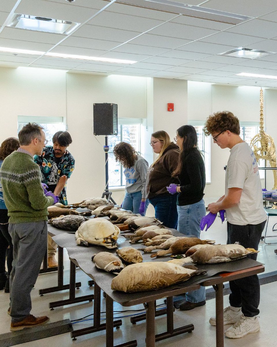 MSU Museum tweet media