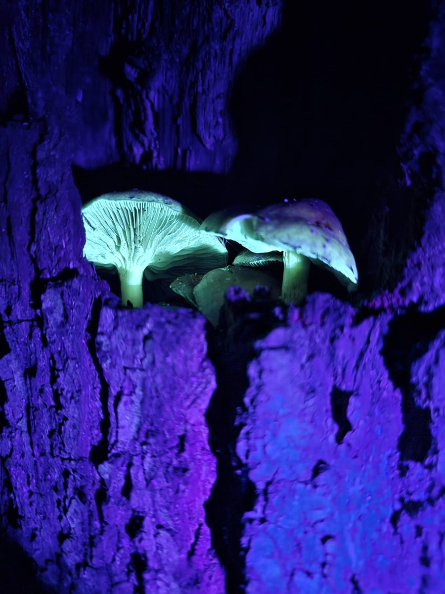 jellypeem's tweet photo. This is the first time in my life I’ve ever seen bioluminescent fungi in the wild. My #AutisticJoy right now is absolutely MAX. Nature SPIN achieved. + https://t.co/6Qv9NQIQ9w