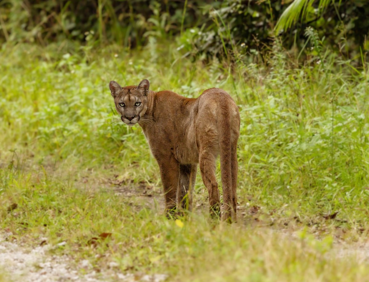 Florida State Parks tweet media