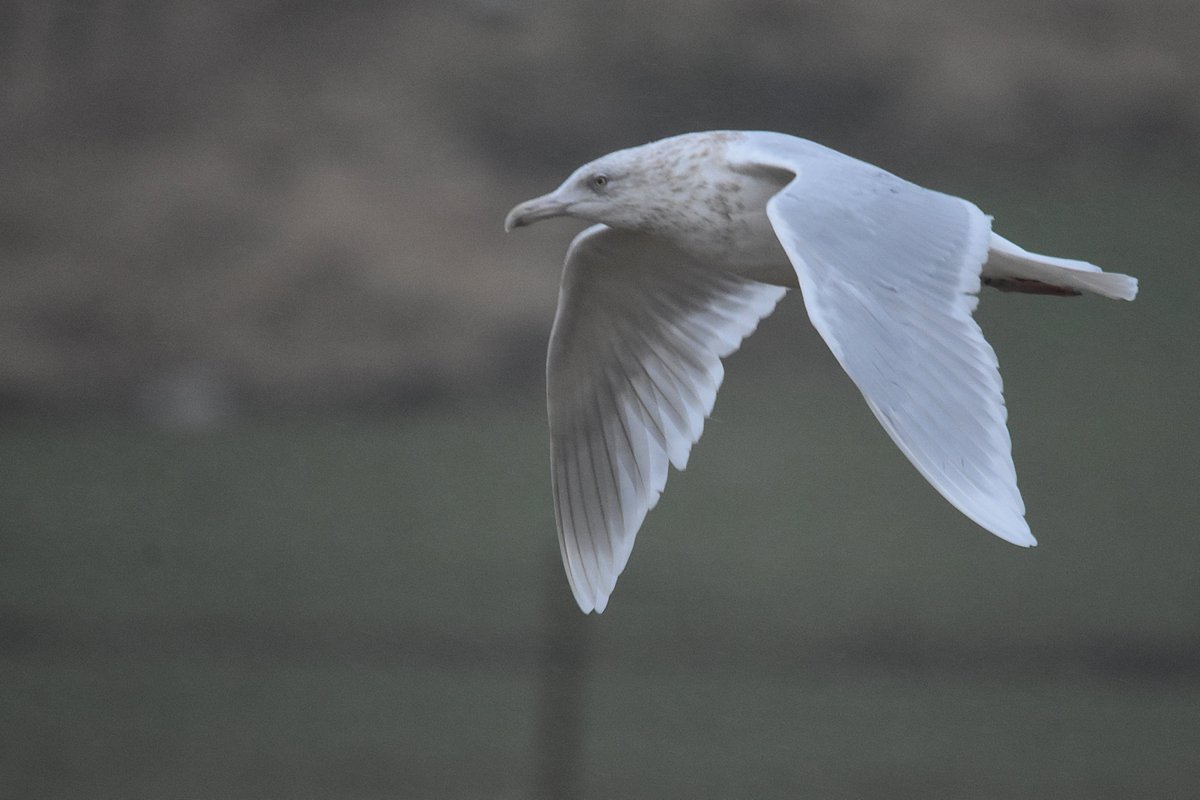 Atle Grimsby tweet media