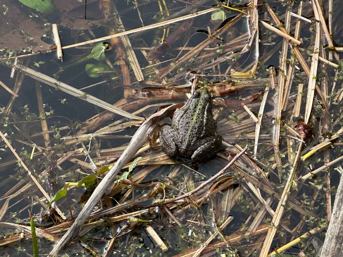 ACE of BRUSSELS INTERNATIONAL SCHOOL tweet media