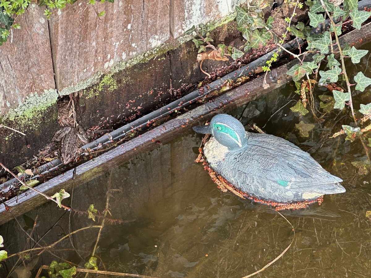 ACE of BRUSSELS INTERNATIONAL SCHOOL tweet media