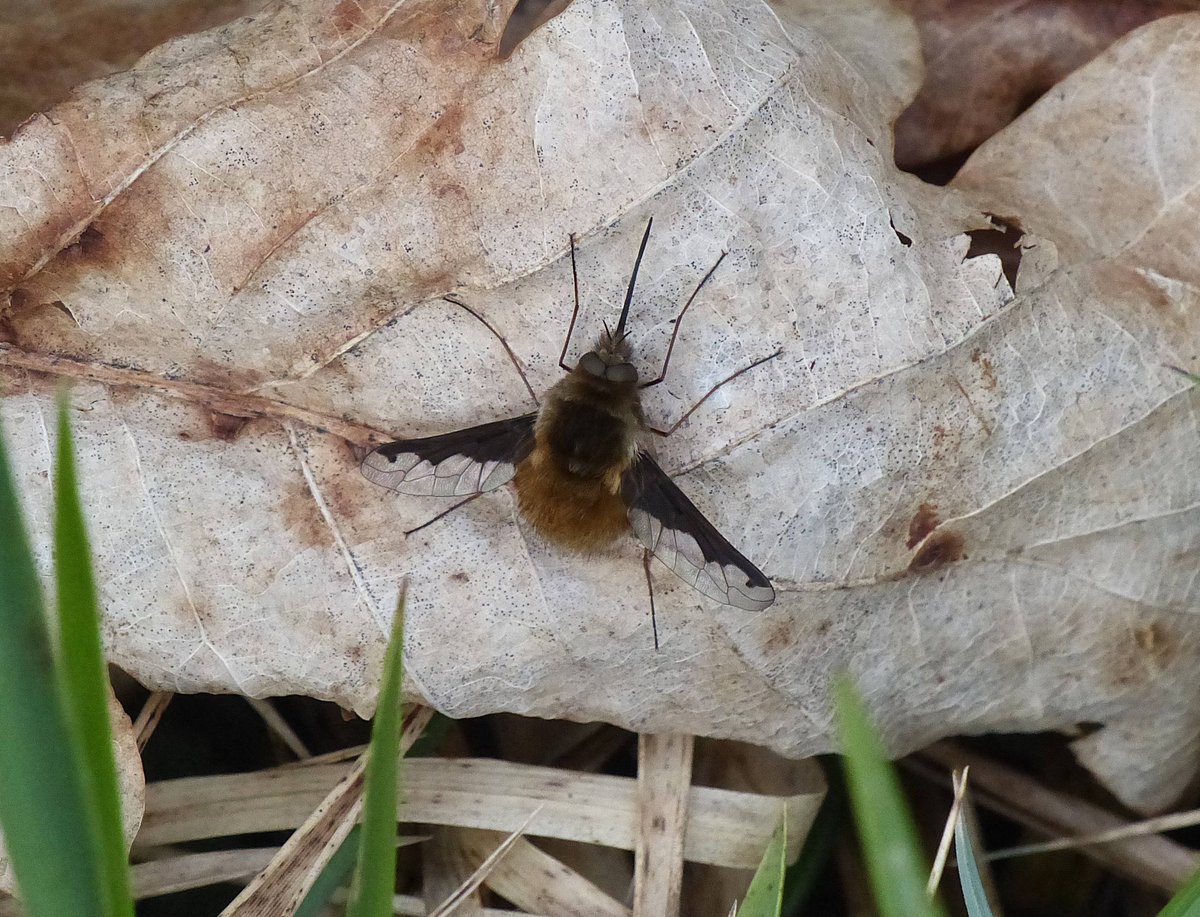 Matthew Oates tweet media