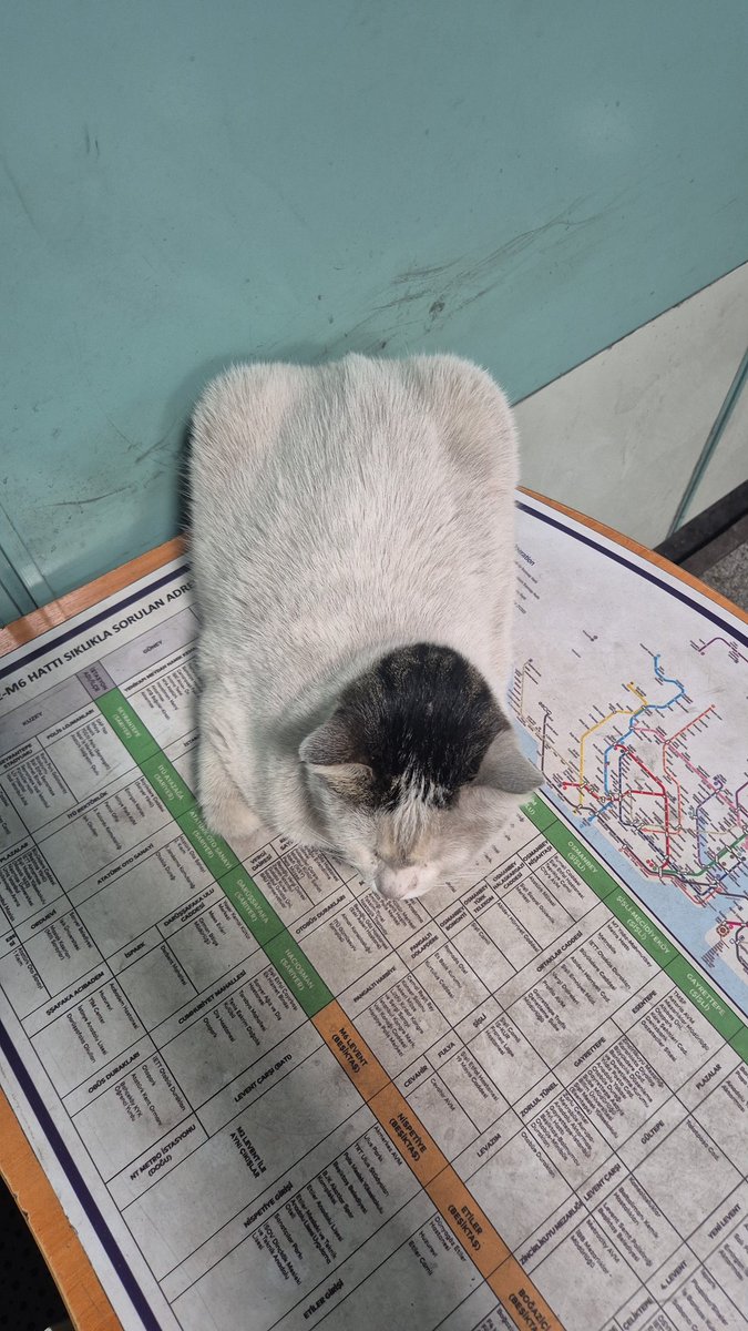 why is lil bro cattangle 😭