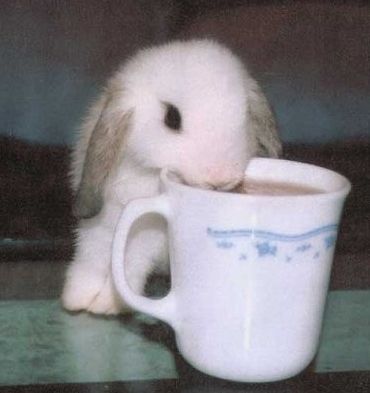 Karnickleon tweet media