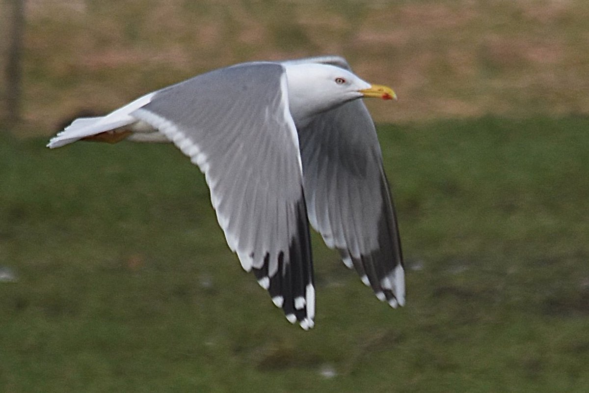 Atle Grimsby tweet media