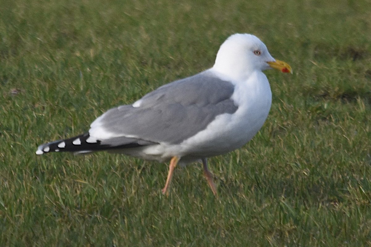 Atle Grimsby tweet media