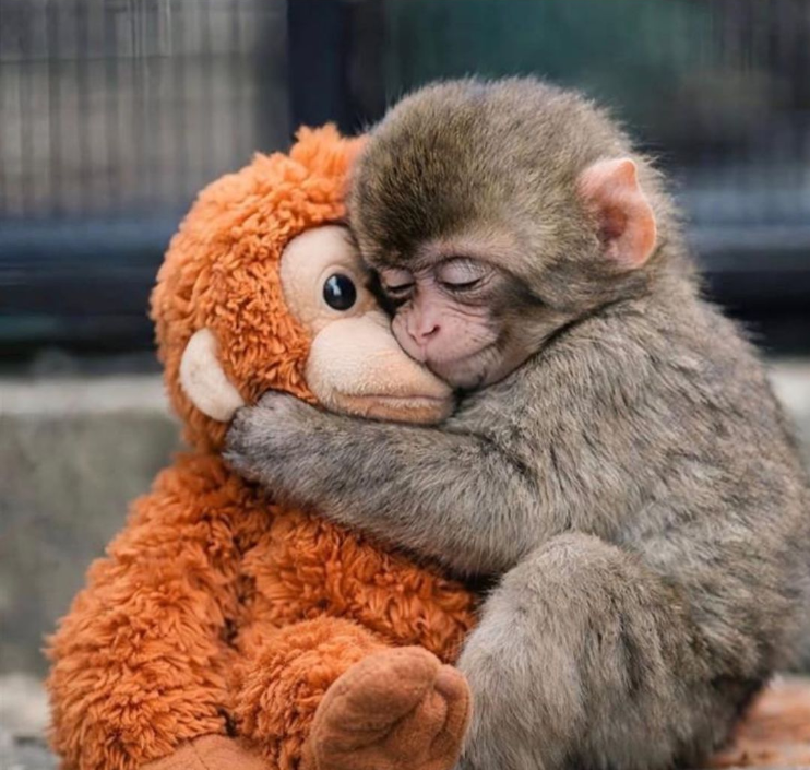 Mayo Clinic Gastroenterology & Hepatology tweet media