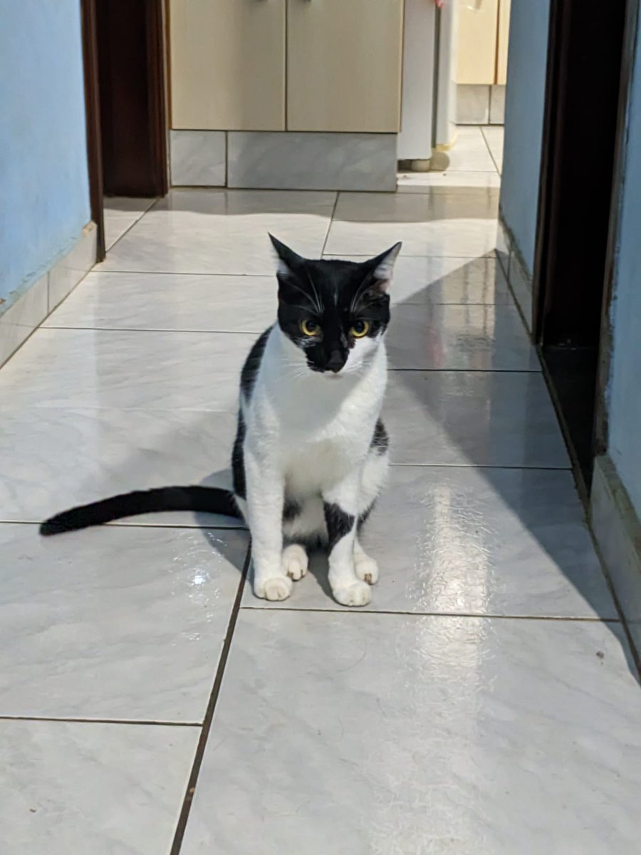 Meu gato em algum lugar aleatório tweet media