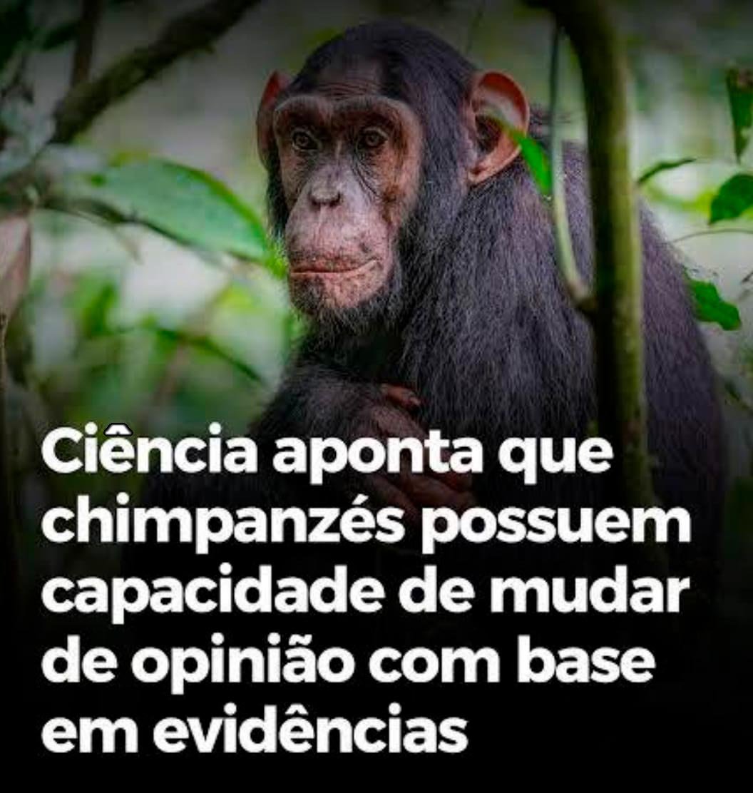 blognaointendo's tweet photo. Chimpanzé 1 x 0 Humano https://t.co/eMjkjsAWBC